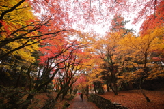 紅葉の参道