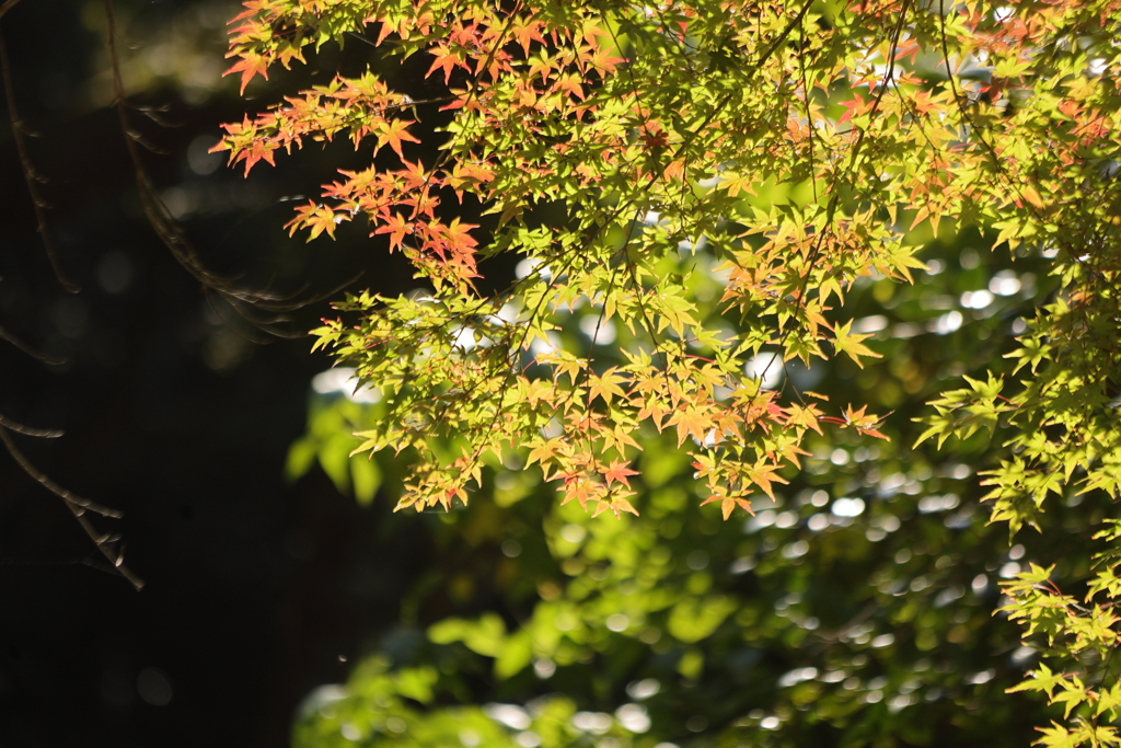 秋の陽を浴びて