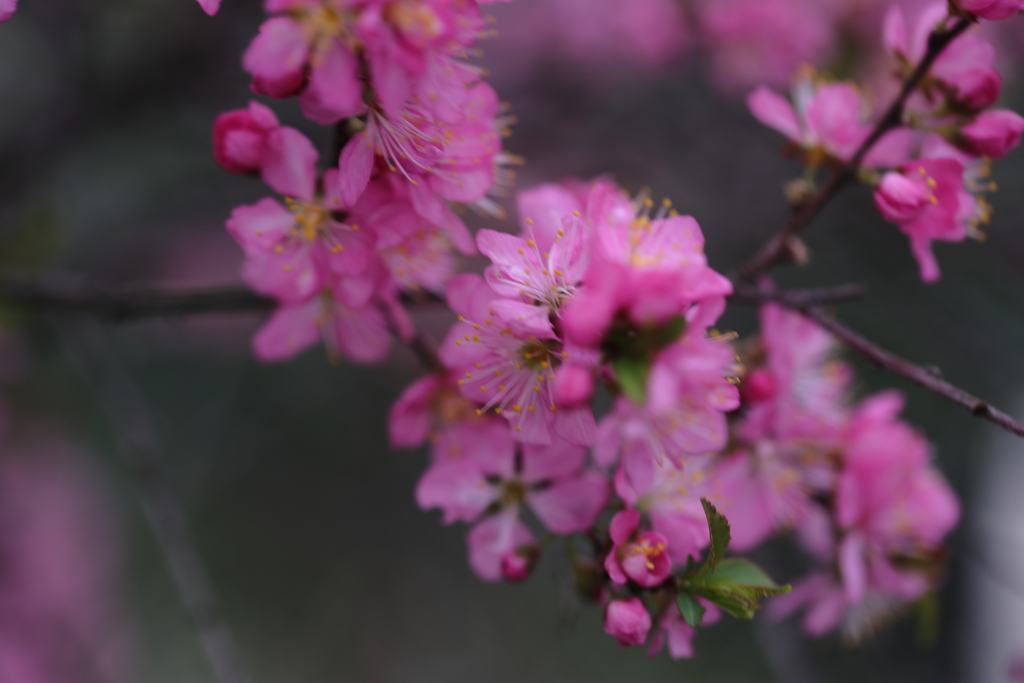 花桃