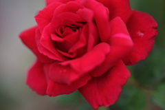 赤いバラ