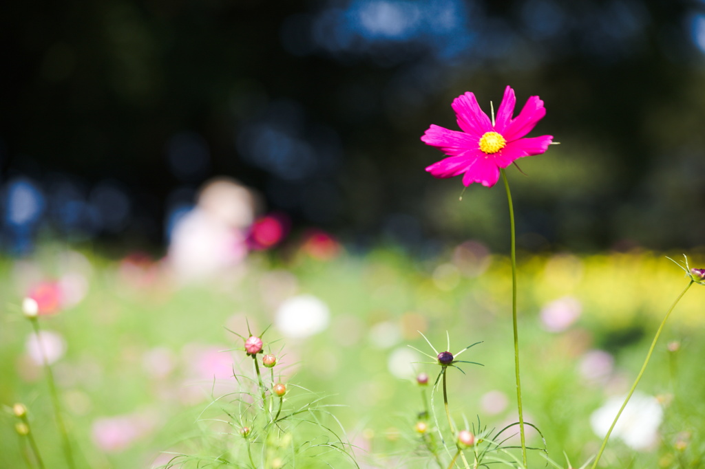 秋桜　ぽつりと
