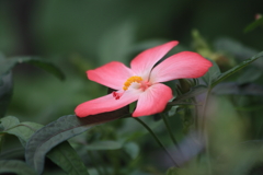 ハイビスカスのように