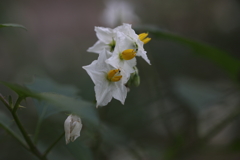 野の花