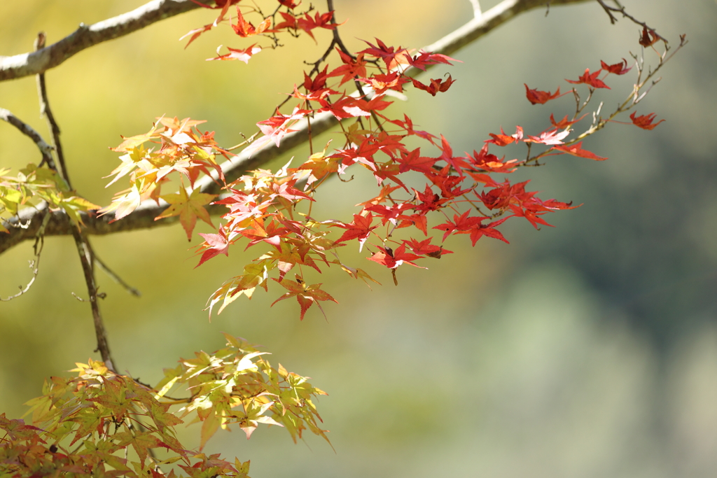 紅葉