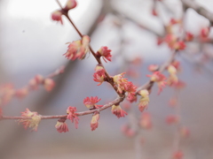 桂(カツラ)の花