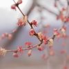 桂(カツラ)の花
