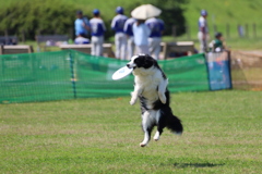 ナイスキャッチ !