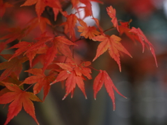 渡岸寺観音堂の紅葉