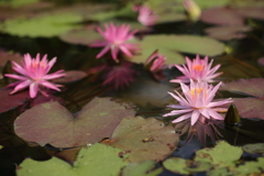 水田の花