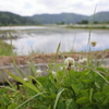 野趣ある光景
