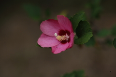 芙蓉
