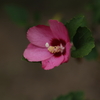 芙蓉