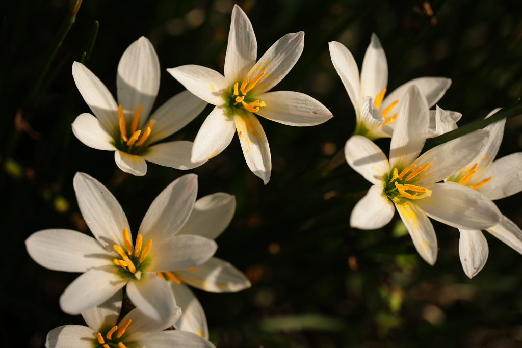 朝日に照らされて