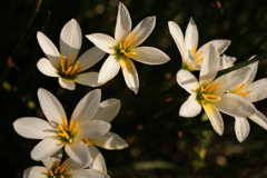 朝日に照らされて