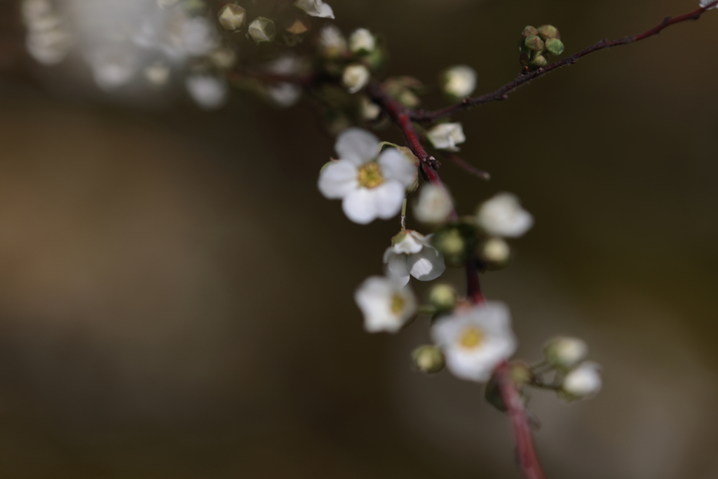 小さな花たち