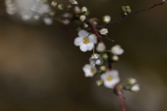 小さな花たち