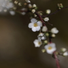 小さな花たち