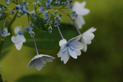 紫陽花