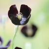 黒いポピー