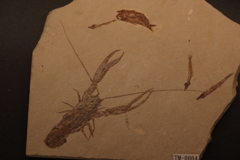 元祖　古代えびせん