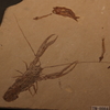 元祖　古代えびせん