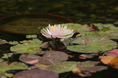水辺で