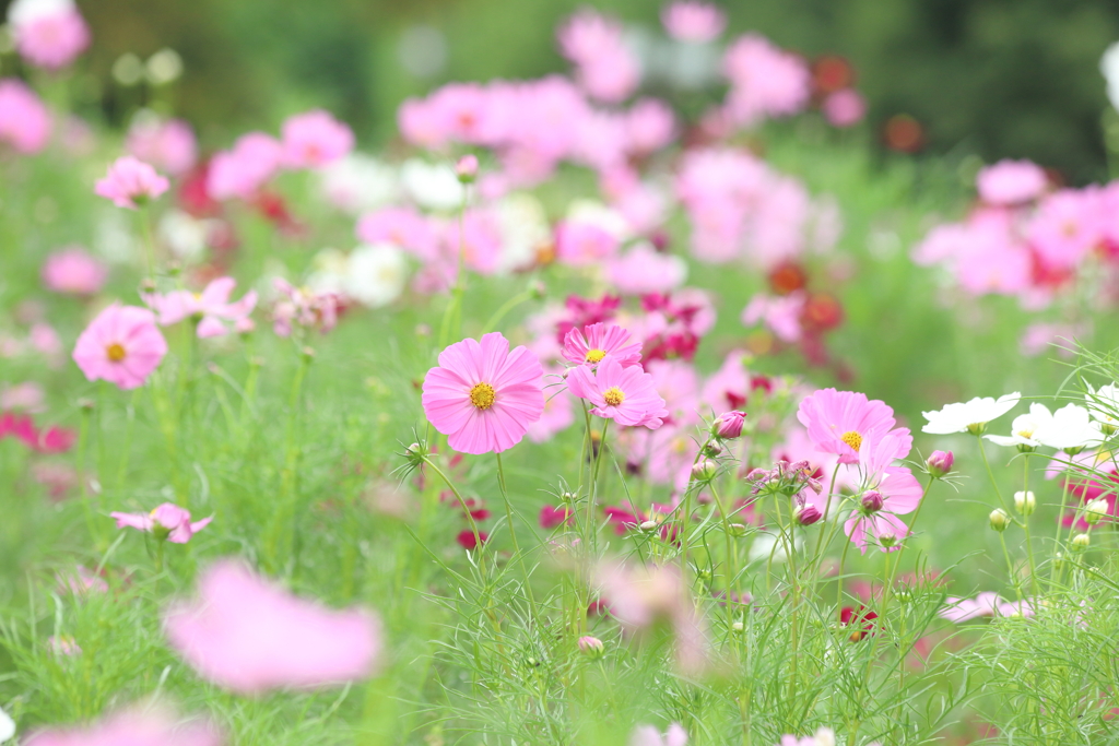 花園