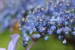 紫陽花