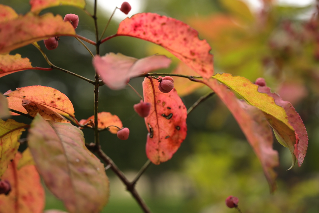 実も葉も色付くマユミ