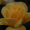 薔薇
