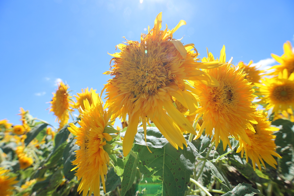 夏は続く・・・