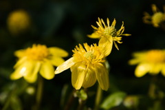 黄金の花