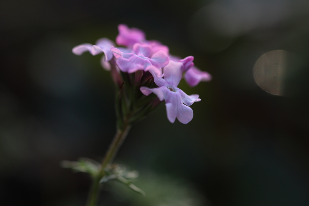 やさしさに包まれて