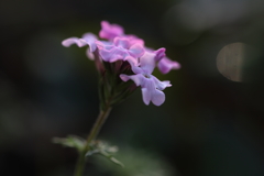 やさしさに包まれて