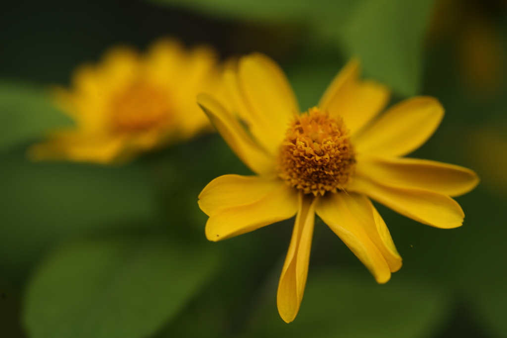 黄色い小さな花