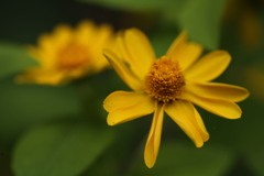 黄色い小さな花