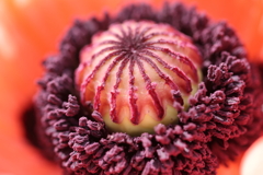 おっきな雌しべ?