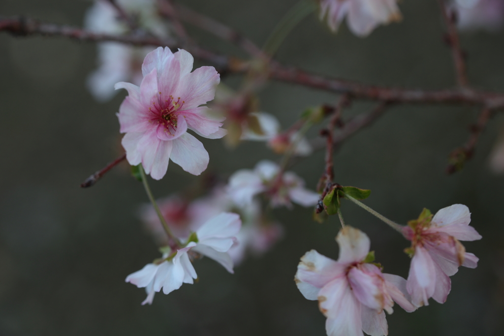 十月桜