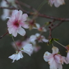 十月桜