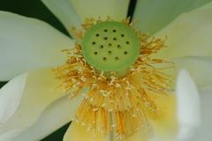 白