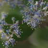 線香花火
