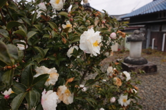遠山野辺に露消えんとは