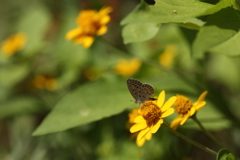 ヤマトシジミと花