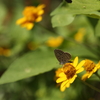 ヤマトシジミと花