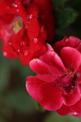 雨上がりの薔薇