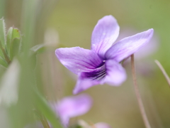 スミレの花咲くころ