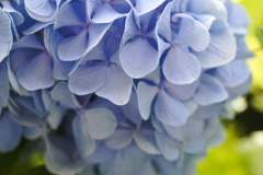 8月の紫陽花