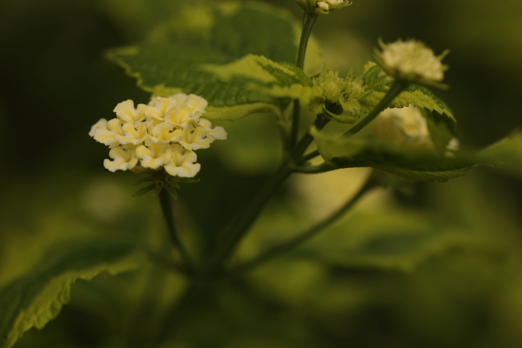 黄色の花