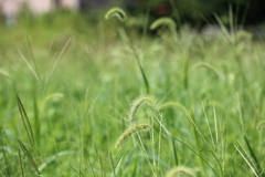 緑の野