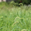 緑の野